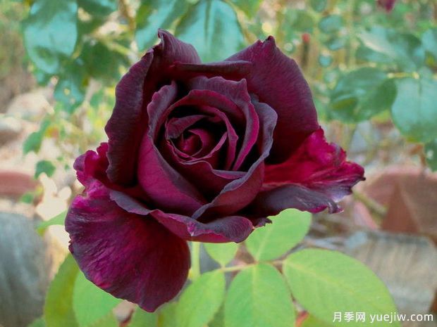 推薦15個(gè)黑色月季品種，高貴神秘有個(gè)性(圖3)