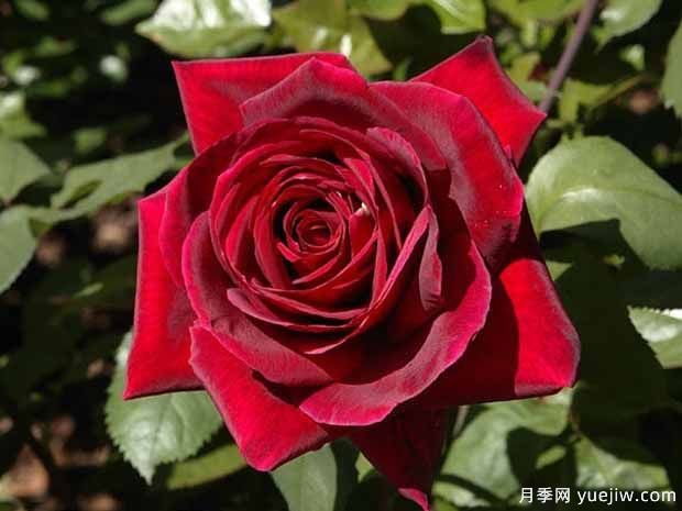 推薦15個(gè)黑色月季品種，高貴神秘有個(gè)性(圖4)