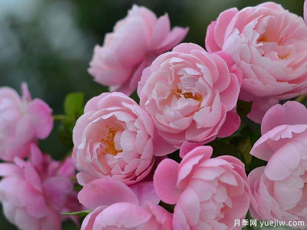 瓶插切花月季該如何選擇？讓玫瑰滿(mǎn)屋飄香(圖1)