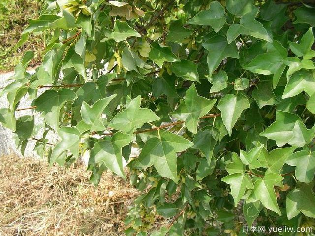 雞爪槭、三角楓、紅楓的區別辦法和圖片(圖3)