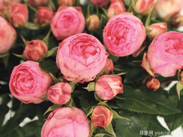 可愛(ài)洛可可月季/可愛(ài)熱可可(圖2)
