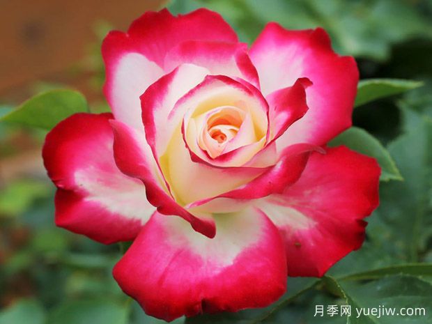 月季入門(mén)品種推薦：切花朱麗葉、摩納哥公主、摩納哥公爵(圖3)