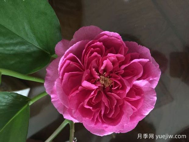 伊芙資產(chǎn)階級月季/伊芙小資情調(圖1)