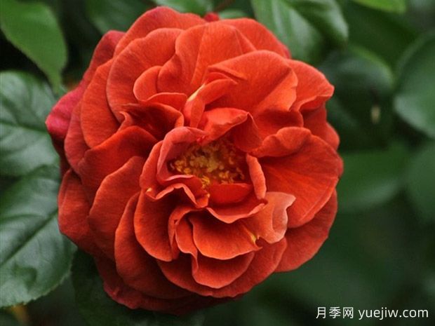 深扒月季間的親戚關(guān)系是怎樣的？(圖2)