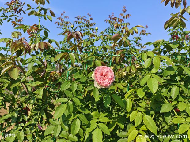 2米高粉龍月季網(wǎng)片批發(fā)，打造爆款花墻(圖1)