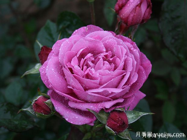推薦5款真正的天然藍色月季，美麗又好養(圖3)