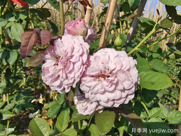  插竹竿美植袋藍色陰雨爬藤月季價(jià)格(圖1)