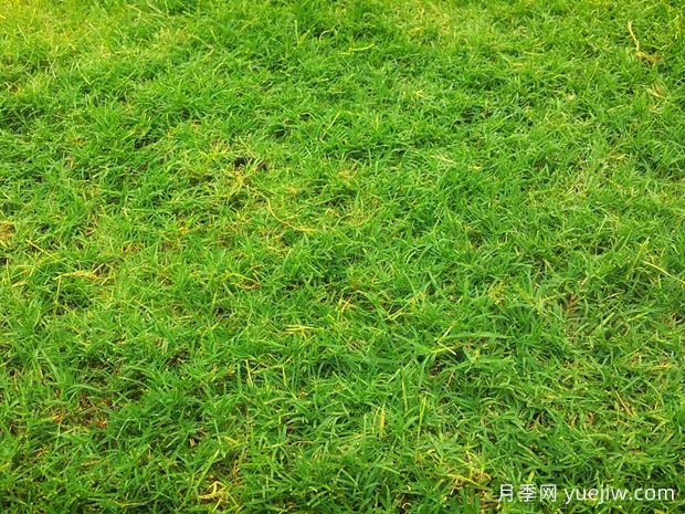 夏季鋪草坪發(fā)黃干枯，如何提高草皮鋪植成活率？(圖1)