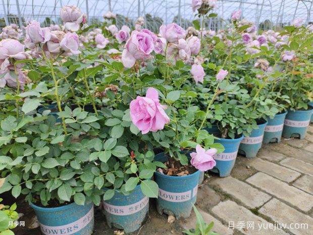 秋季養月季花，禁用4種肥料，這是“奪命肥”(圖1)