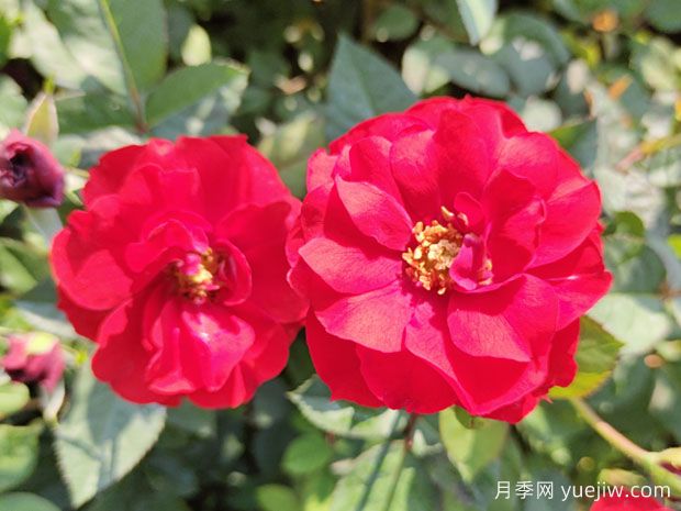 推薦8款豐花月季品種介紹，花滿(mǎn)枝頭，園林應用花量多(圖2)