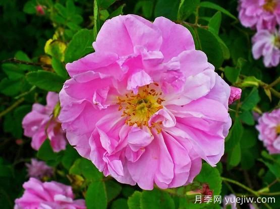 大馬士革玫瑰是玫瑰嗎？不是，甚至也不是月季！(圖1)