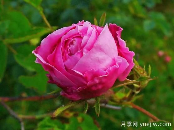 大馬士革玫瑰是玫瑰嗎？不是，甚至也不是月季！(圖3)