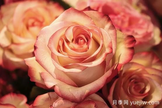 大馬士革玫瑰是玫瑰嗎？不是，甚至也不是月季！(圖2)