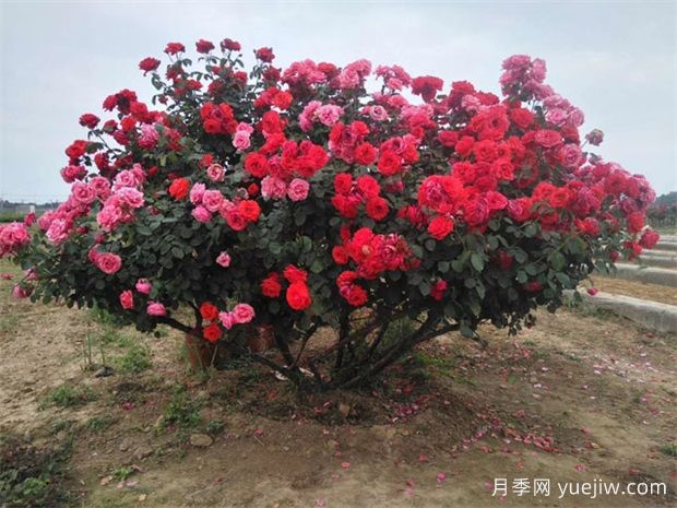 南陽(yáng)臥龍區1200余種月季和35萬(wàn)盆菊花喜迎國慶(圖1)