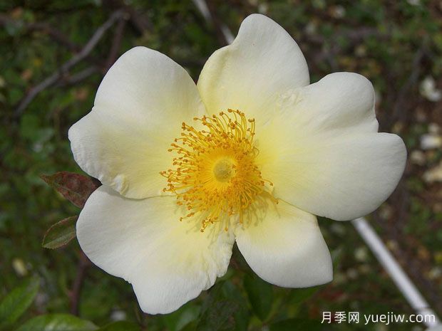 美人魚(yú)月季(圖1)