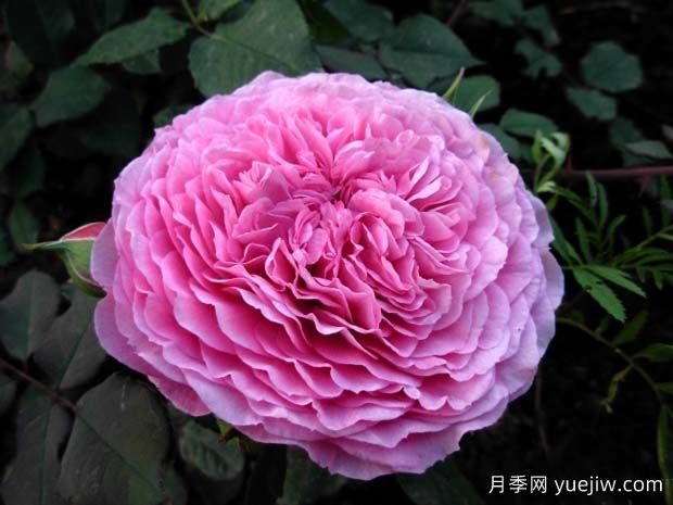 適合陽(yáng)臺種植的扇子月季，大花似牡丹，濃香飄滿(mǎn)院(圖1)