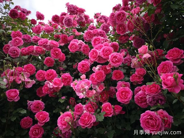 垂直綠化常見(jiàn)類(lèi)型和植物應用選擇(圖1)
