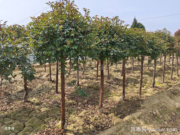 綠化工程花木為何選在秋末10月11月移栽？(圖1)