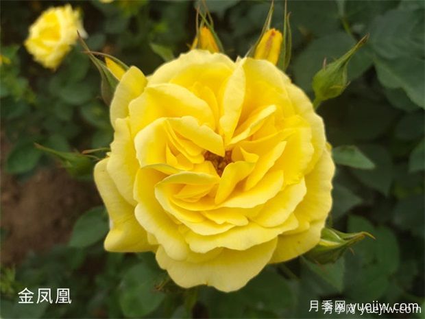常見(jiàn)50個(gè)月季品種介紹，抗性好花不斷，可以買(mǎi)得到的經(jīng)典(圖2)