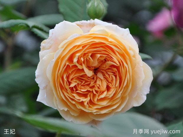 8種經(jīng)典灌木月季品種介紹，抗病開(kāi)花能力都很棒(圖1)