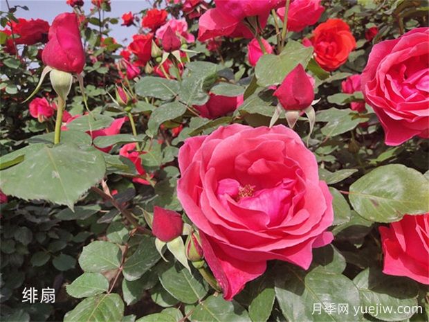 月季花開(kāi)花季節有影響嗎？(圖1)