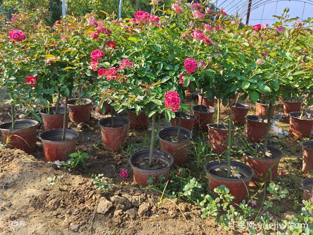 月季花在日常養護中需要哪些特殊照顧？(圖1)