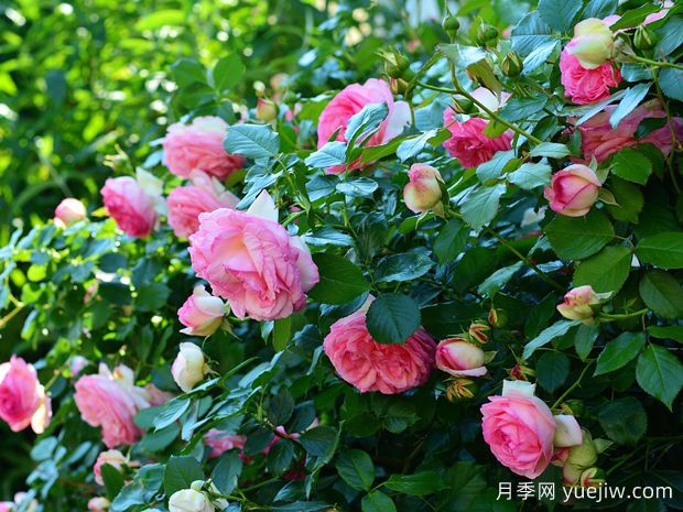 如何通過(guò)月季花來(lái)創(chuàng  )造美麗的庭院景觀(guān)？(圖1)