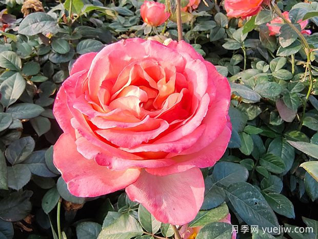 如何摘除月季枯花？(圖1)