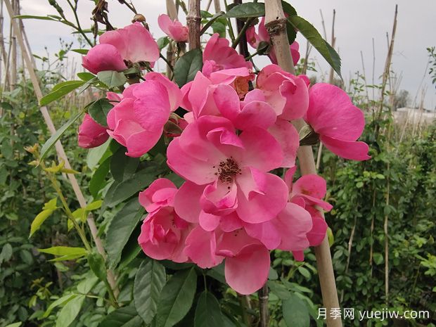 入冬后月季花怎么養？月季花如何才能開(kāi)爆花？(圖1)