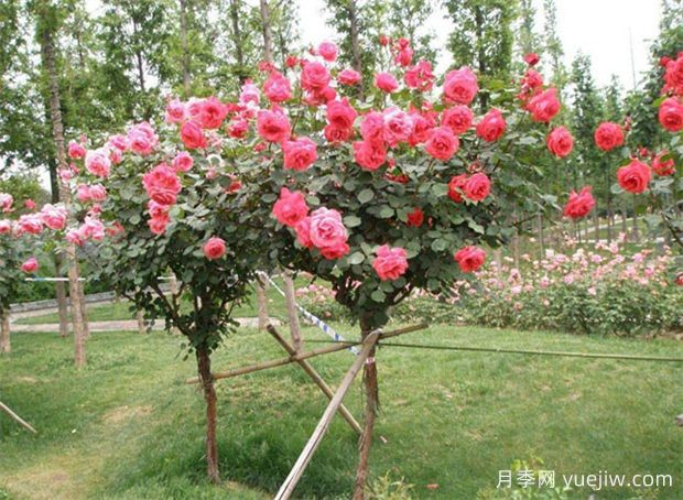 種下一院子月季花，打造一座絕美庭院花園(圖2)