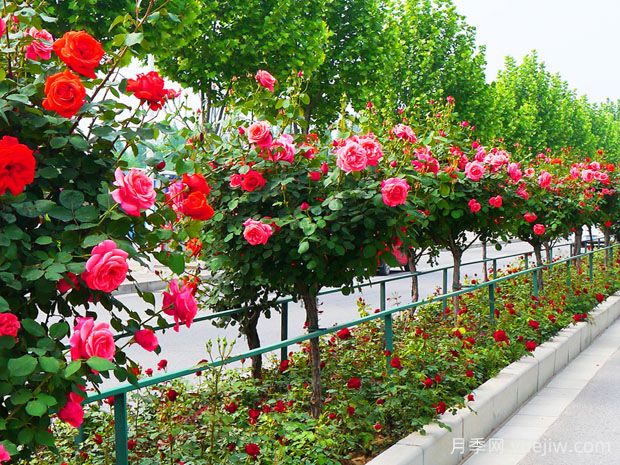 月季花為什么要種在城市綠化帶？原來(lái)月季渾身都是寶！(圖1)