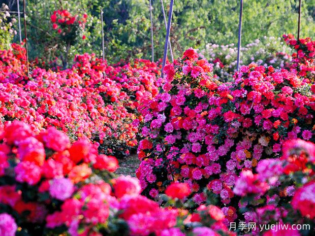 月季花為什么要種在城市綠化帶？原來(lái)月季渾身都是寶！(圖2)