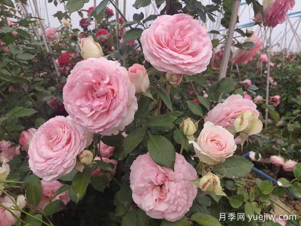 春夏秋冬養月季，方法不相同，掌握后開(kāi)花量翻倍(圖1)