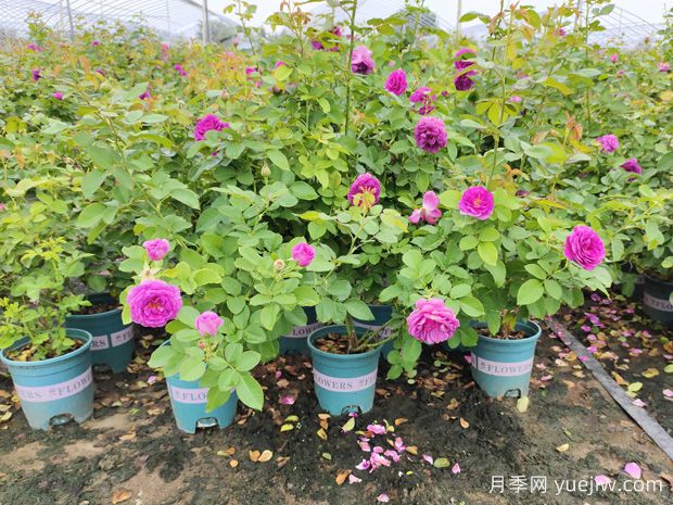 為什么椰磚種月季容易死？防范措施是什么？(圖1)