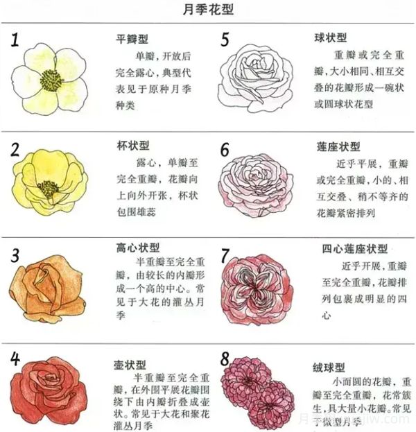 月季專(zhuān)業(yè)知識，分類(lèi)/花型/花色/花香(圖2)