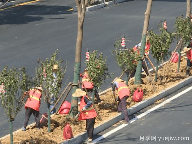 南陽(yáng)向蕪湖贈送千株樹(shù)狀月季(圖1)