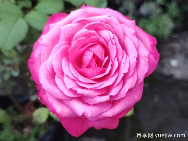 桃灼藍天月季(圖2)