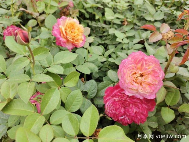 科德斯慶典盆栽月季美化江蘇花壇景觀(guān)(圖3)