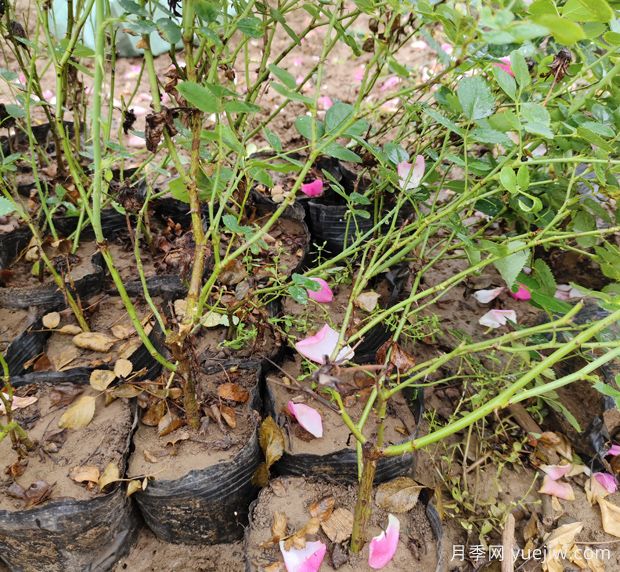 豐花仙境盆栽月季2.5萬(wàn)株美化陜西西安景觀(guān)(圖3)