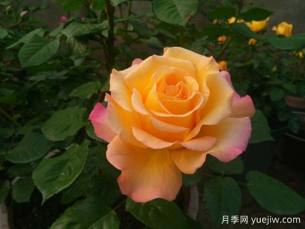 月季，真的是一月開(kāi)一次嗎？(圖1)