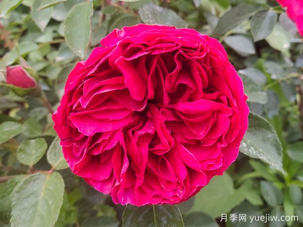 開(kāi)爆花的3個(gè)大花藤本月季，輕松打造整面花墻(圖3)