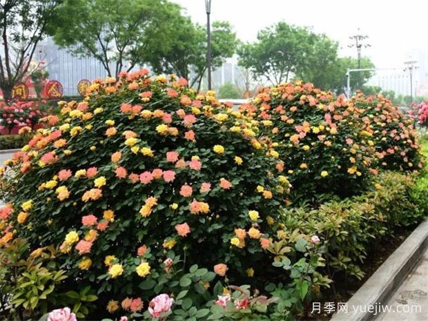 藤本月季廣泛應用城市綠化，美化效果顯著(zhù)(圖3)