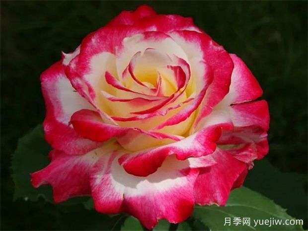 紅雙喜月季的優(yōu)點(diǎn)解析，不愧為著(zhù)名的混色月季(圖2)