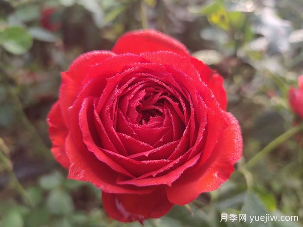 推薦六款月季經(jīng)典品種，非常討人喜歡(圖1)