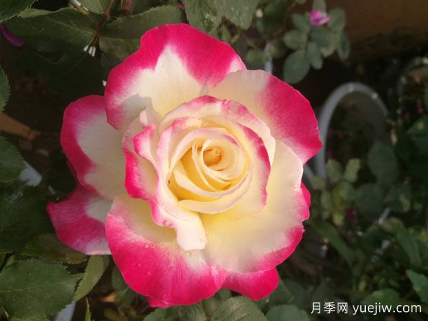 5款月季花，優(yōu)點(diǎn)多多惹人愛(ài)(圖1)