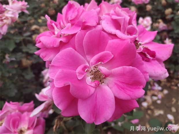工程綠化常用豐花月季品種有哪幾種？7個(gè)好品種(圖1)