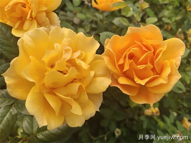 工程綠化常用豐花月季品種有哪幾種？7個(gè)好品種(圖3)