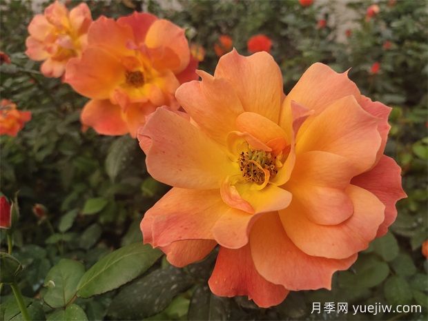 六大類(lèi)型月季在綠化中的運用！苗木工程人必看(圖2)
