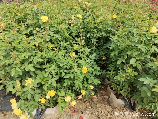 美植袋月季，大花豐花大缽月季苗(圖2)