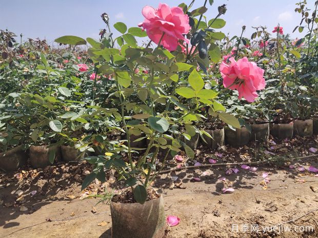 美植袋月季，大花豐花大缽月季苗(圖3)